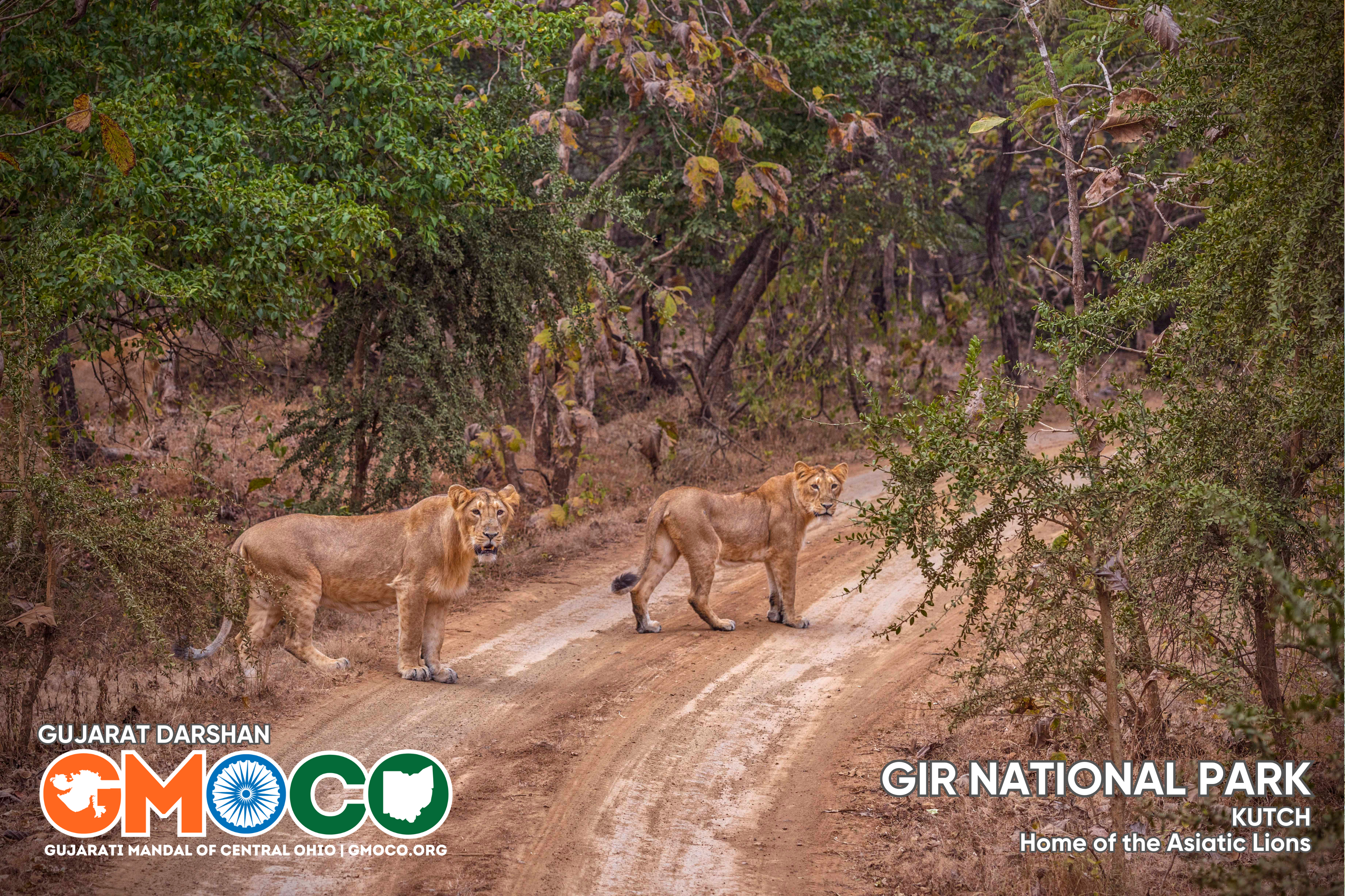 Gir National Park, Kutch